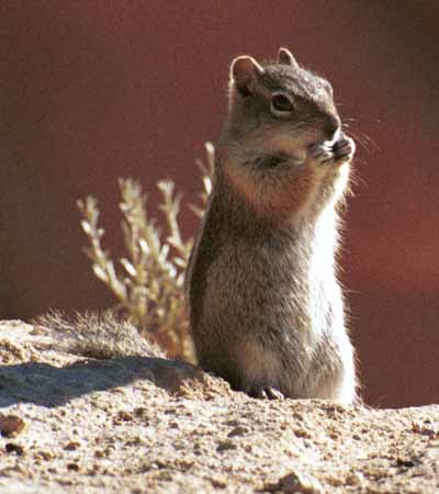 Squirrel nibble