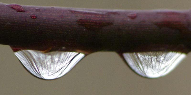 Two dewdrop worlds