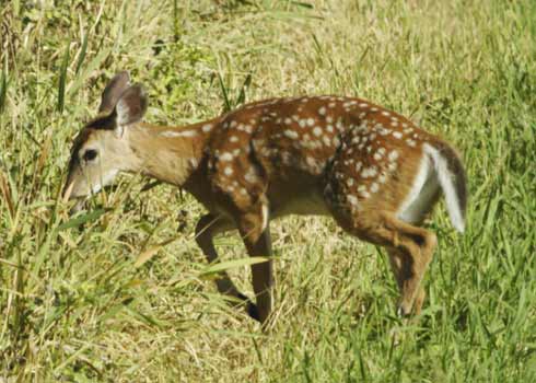 A fawn