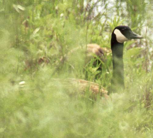 Gosling hidden in bushes