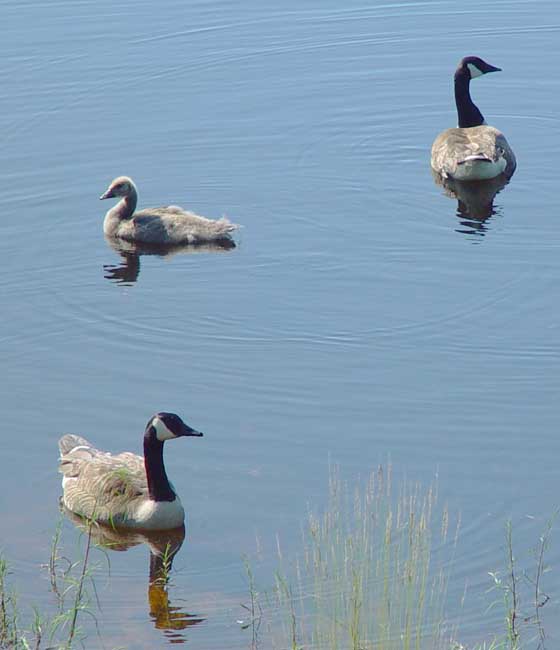 Adolescent goose