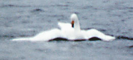A ballerina (or ice skater)