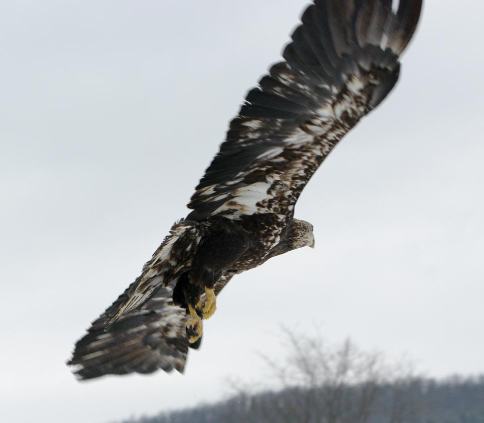 Canace soar