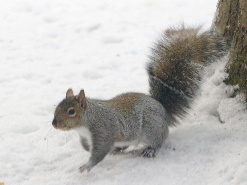 Spot in the snow