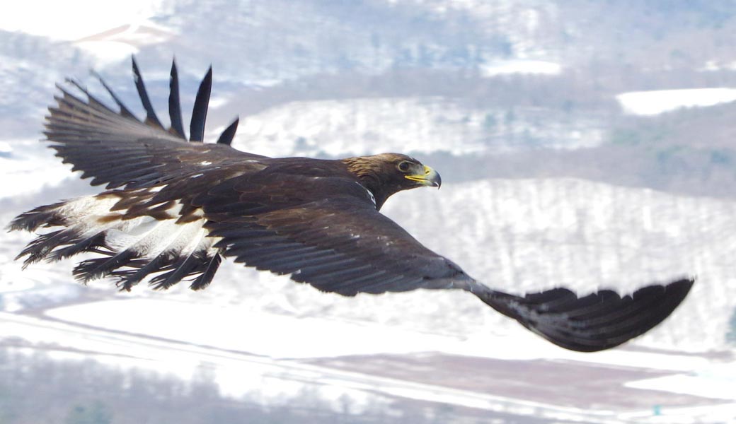 Zeus flying