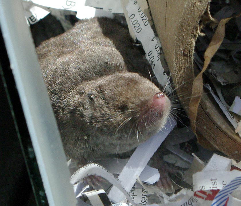 Short-tailed shrew