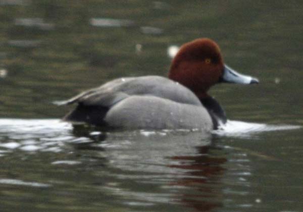 Redhead