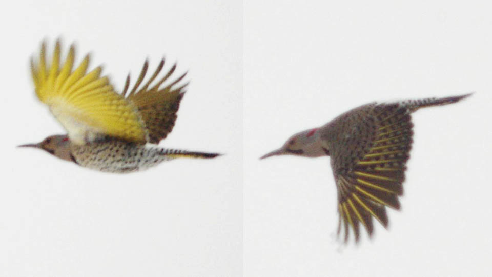 Flicker wingbeats in flight