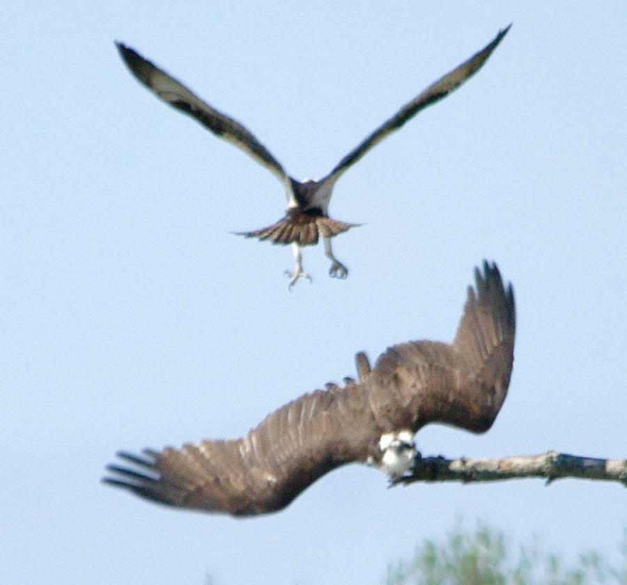 Ospreys meeting 2