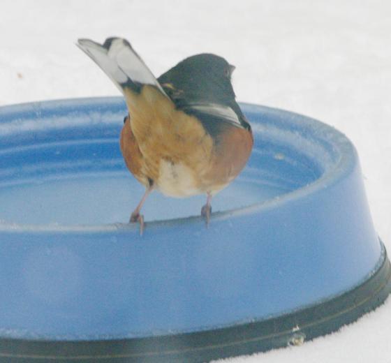 Towhee on edge of blue bowl