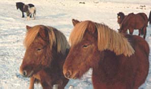 Pony portrait